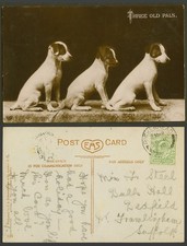 Dogs puppies three for sale  UK