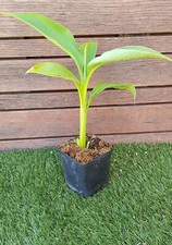 Musa basjoo bananier d'occasion  Perpignan-