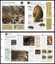 Common tenrec 165 for sale  SLEAFORD