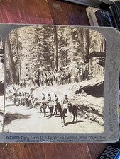 Logging redwoods stereoviews for sale  Atlanta
