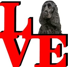 English cocker spaniel for sale  Pottstown