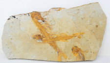 Eocene fossil fish for sale  SALISBURY