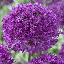 plant bulbs for sale plant bulbs for sale LEICESTER