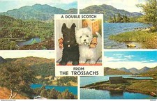 Animaux chiens scottie d'occasion  Fruges