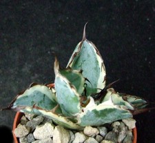 Agave titanota black for sale Agave titanota black for sale  EASTBOURNE