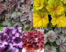 Pack heuchera mixed for sale  UK