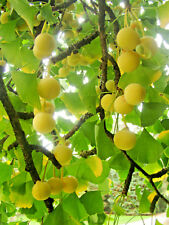 Ginkgo biloba maidenhair for sale  ST. ASAPH