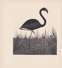 Gravura em madeira com estampa de pássaro FLAMINGO 1929 - Arte de parede vintage - 7,15 x 7,75 polegadas comprar usado  Enviando para Brazil