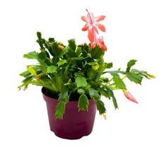 Christmas cactus inch for sale  Apopka