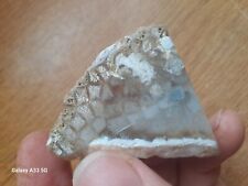Polished fossil tisbury for sale  NOTTINGHAM