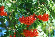 Eberesche vogelbeere sorbus gebraucht kaufen  Jessen