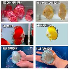 Pack assorted discus for sale  Garden Grove