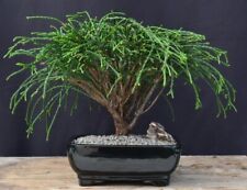 Red cedar bonsai for sale  Patchogue