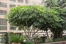 Schefflera tupidanthus pueckle for sale  Walterboro