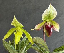 Slipper orchids paphiopedilum for sale  Aiken