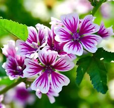Malva zebrina 70x for sale  DEWSBURY
