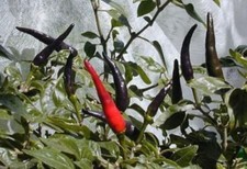 Peperoncino spicy red usato  Trappeto