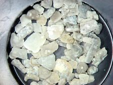 Silurian gotland aptilechinus for sale  WAKEFIELD