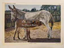 Anesse anon farm d'occasion  Expédié en Belgium