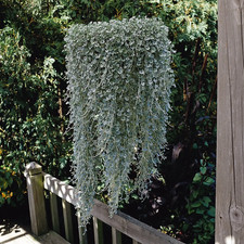 Dichondra silver falls for sale  KEIGHLEY