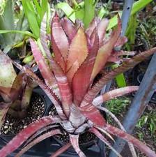 Buy save bromeliad for sale  Miami