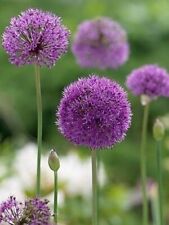 Giant allium purple for sale  PRESTON