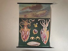 Vintage cuttlefish jung for sale  SCARBOROUGH