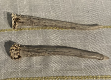 Set roe deer for sale  Philadelphia