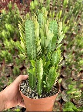 Euphorbia trigona african for sale  Garden Grove