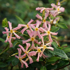 200 mixed star for sale  Clinton