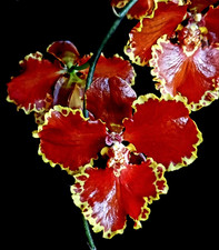 Rare oncidium forbesii for sale  LONDON