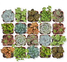 Altman plants live for sale  Denver