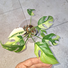 Rhaphidophora tetrasperma mons gebraucht kaufen  Neunkirchen-Seelscheid