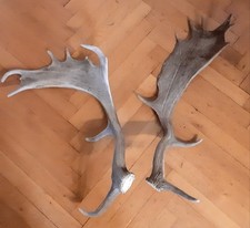 Dam hirschgeweih abwurfstangen gebraucht kaufen  Solms