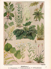 1926 medical plants for sale  Paris