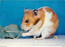 Animaux hamster cpm d'occasion  Fruges