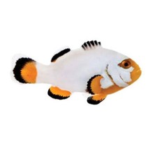 Pack platinum clownfish for sale  Haslet