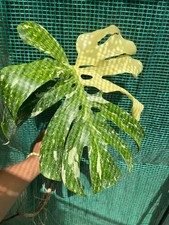 Large monstera thai for sale  Fort Lauderdale