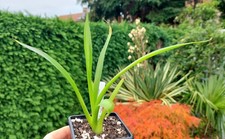 Agave ellemeetiana subdentata for sale Agave ellemeetiana subdentata for sale  DARLINGTON