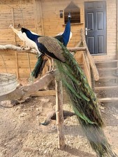 Peacock eggs blue for sale  DERBY