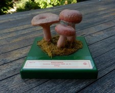 Pilz modell birkenreizker gebraucht kaufen  Steinbach