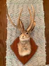 Vintage jackalope mount for sale  Hoschton