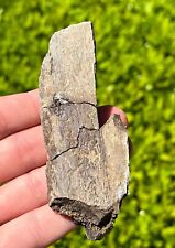Edmontosaurus hadrosaur dinosa for sale  Coppell