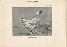 Stampa antica gallina usato  Lecco