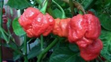 Usado, 15 sementes Trinidad Moruga Scorpion Worlds mais quentes! Recorde mundial! Fresco 2025! Quente! comprar usado  Enviando para Brazil