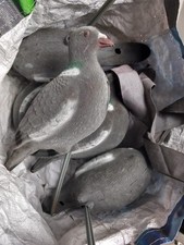 Flocked pigeon decoys for sale  BISHOP AUCKLAND