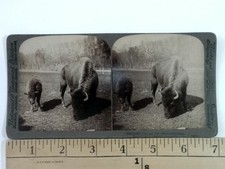 Underwood underwood stereoview for sale  Niagara Falls
