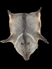 Awesome collared peccary for sale  Signal Mountain
