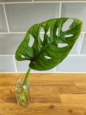 Monstera adansonii single for sale  CARDIFF