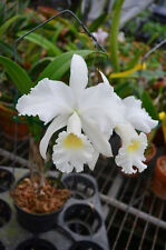 Cattleya jenmanii var. for sale  Shipping to Ireland